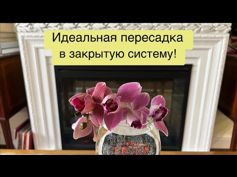 Видео: Fuller’s Sunset | LD Sun Dragon | ПЕРЕСАДКА в стеклянные вазы!🔥