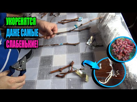 Видео: РЕВИЗИЯ ЧЕРЕНКОВ ВИНОГРАДА! ЛУЧШЕЕ ВРЕМЯ ДЛЯ УКОРЕНЕНИЯ ВИНОГРАДА? СЕВЕРНЫЙ ВИНОГРАДНИК 25-07