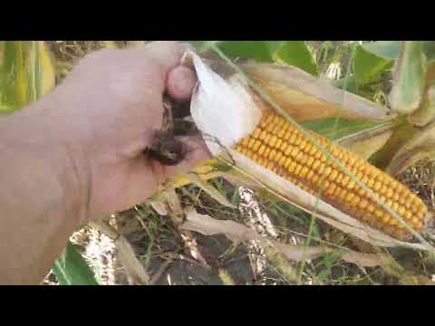 Видео: Обзор кукурузы. СИ Феномен.