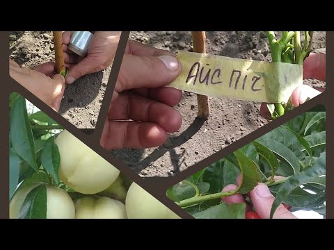 Видео: Нюанси окулювання тонким живцем.👍 Підпишіться на канал!👍