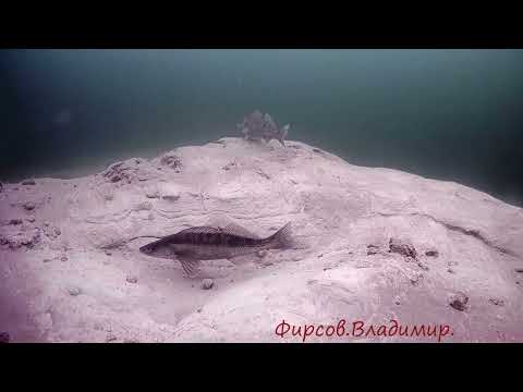 Видео: Вейп.