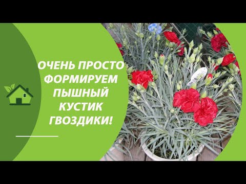 Видео: Как получить пышный куст ГВОЗДИКИ ШАБО — правильно ПРИЩИПНУТЬ!