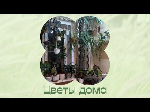 Видео: Цветы на кухне. За окном осень.