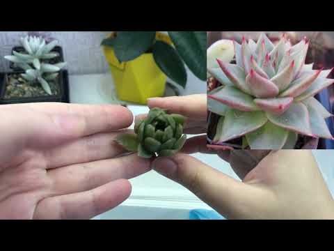 Видео: Возмущённая распаковка посылки с суккулентами от коллекционера