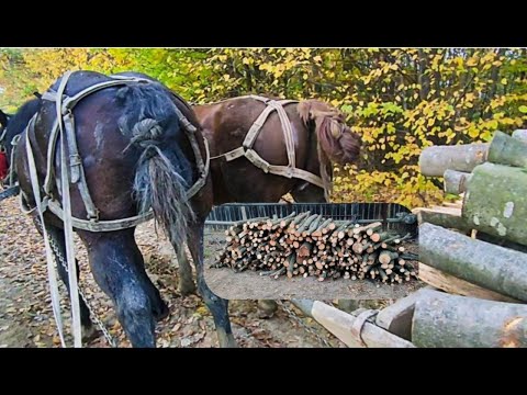 Видео: 🔥КОНІ в роботі.🥶 ЗИМА бабусі не страшна🧨. Кінь на продаж💰