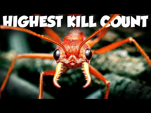 Видео: Самое ядовитое насекомое Австралии — настоящий кошмар