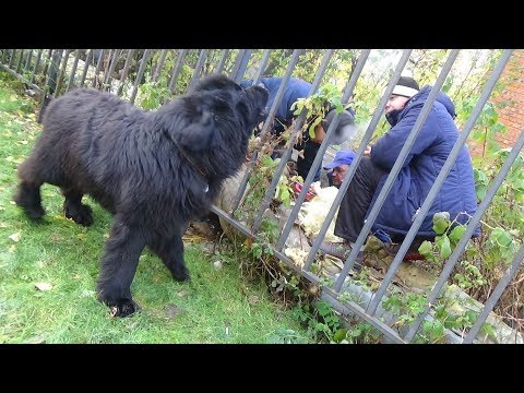 Видео: мужики, помощь нужна?