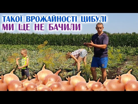 Видео: Все буде🇺🇦 Оце так ЦИБУЛЯКА вродила! Збираємо врожай цибулі. Технологія просушки на горищі.