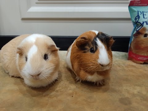 Видео: Морские свинки в поисках еды Часть 2