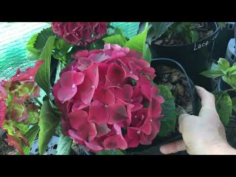 Видео: Крупнолистные Гортензии из черенка. #гортензии#крупнолистные#из#черенка#новосибирск#