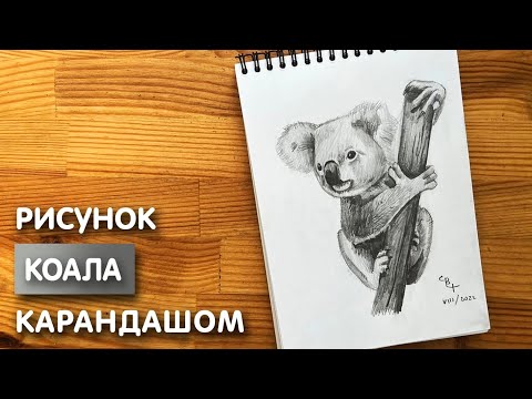 Видео: Как нарисовать Коалу карандашом | Рисунок для начинающих поэтапно