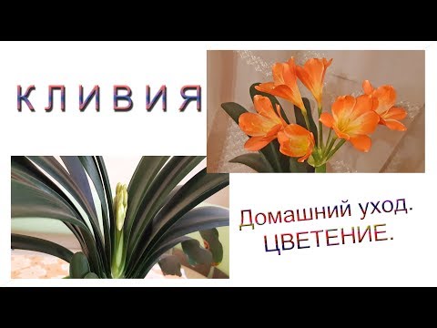 Видео: Кливия. Домашний уход и цветение.