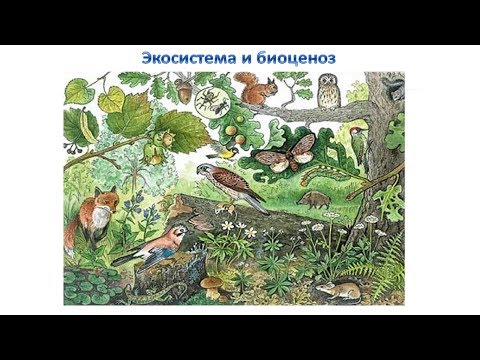 Видео: Экосистема и биоценоз