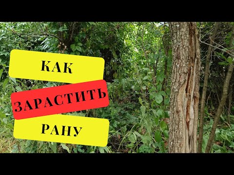 Видео: Как зарастить огромную рану на яблоне (груше)
