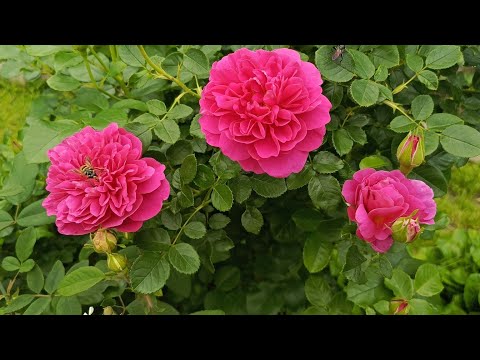 Видео: РОЗЫ. "Первые ласточки" 😊🌹🌹 Июнь 2025