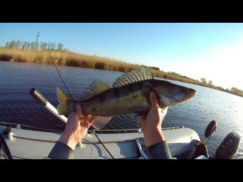 Видео: Ловля щуки и судака нахлыстом | Fly Fishing for pike and zander