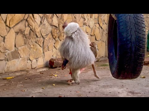 Видео: Люська всеми способами ПРИВЛЕКАЕТ ВНИМАНИЕ Елисея, но у него сейчас НА УМЕ ТОЛЬКО Лида!