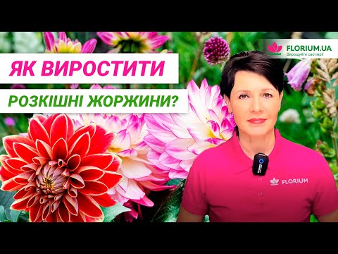 Видео: ЖОРЖИНИ | Як виростити ефектні квіти?  Посадка та догляд│Florium.ua