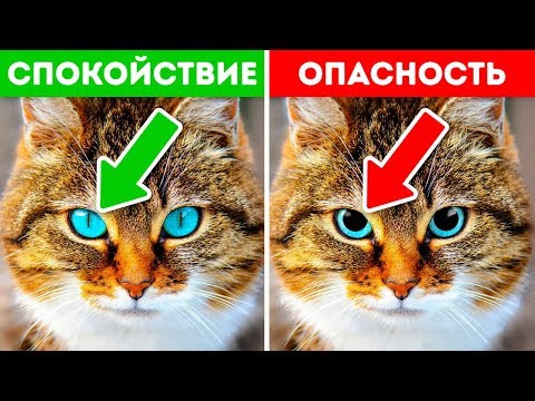 Видео: 12 Признаков Того, Что Ваш Питомец Взывает о Помощи