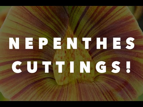 Видео: Черенки непентеса!