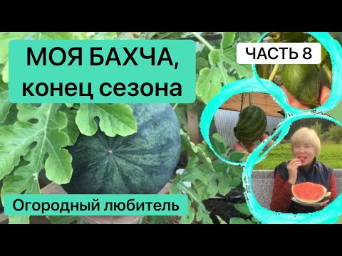 Видео: МОЯ БАХЧА, КОНЕЦ СЕЗОНА / часть 8 / дынька малышка и арбуз малышок