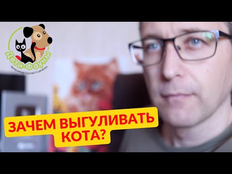 Видео: Зачем выгуливать кошку, плюсы и минусы / Зачем я приучаю Сэмыча к прогулкам?