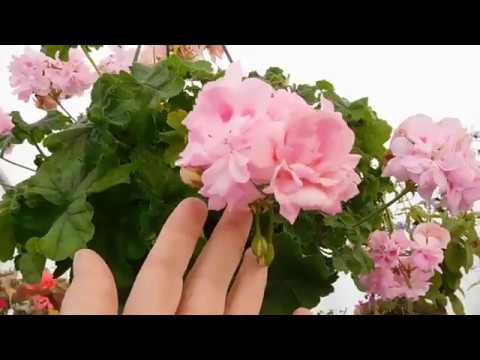 Видео: Начало осени в теплице. Пеларгонии и другие растение.