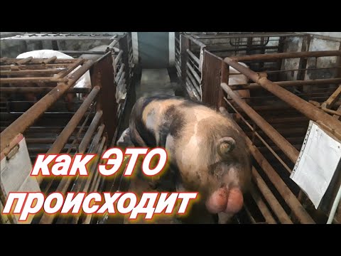 Видео: Работа с ХРЯКАМИ