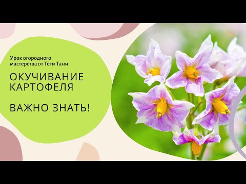 Видео: 536. Как и сколько раз окучивать картофель, это важно