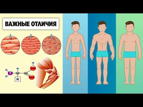 Видео: Как РЕАЛЬНО должен тренироваться и питаться ЭКТОМОРФ ЭНДОМОРФ и МЕЗОМОРФ