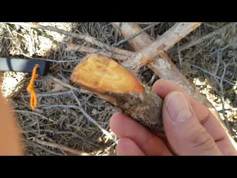 Видео: harvesting fatwood/събиране на борина
