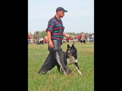Видео: Охота с лайками. Лучшая работа по кабану.  Байкал-Чарыш Сидоркевича
