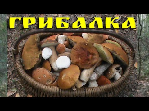 Видео: ПОХІД ВИХІДНОГО ДНЯ ДО ЛІСУ. 18.08.2024Р. БІЛІ ГРИБИ, ПІДОСИЧНИКИ, ПІДБЕРЕЗНИКИ...