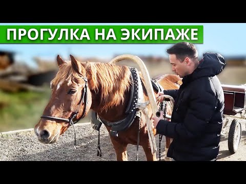 Видео: Как управлять лошадью? / Конные прогулки на экоферме!
