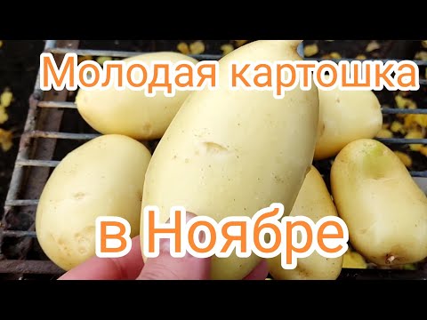 Видео: Молодая картошка в ноябре. Копаю и готовлю 
