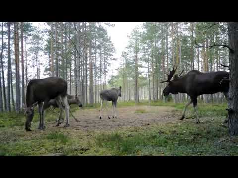 Видео: Гон лося. Звук лося. Лось, лосиха и лосята.