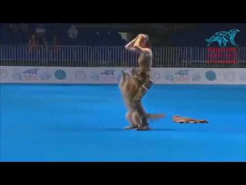 Видео: танцы с собакой. Класс