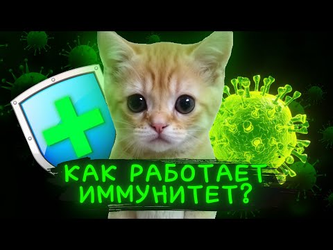 Видео: Как работает иммунитет? | ПОЯСНЯЮ НА КОТЯТАХ