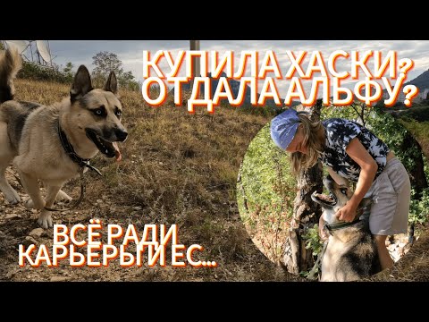 Видео: КУПИЛА ХАСКИ? ПРОМЕНЯЛА АЛЬФУ? РАБОТАЮ ВЫГУЛЬЩИКОМ