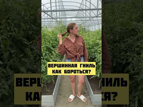 Видео: Вершинная гниль!