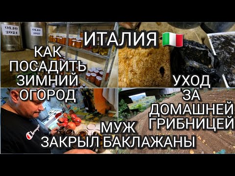 Видео: ИТАЛИЯ, КАК ПОСАДИТЬ ЗИМНИЙ ОГОРОД, УХОД ЗА ДОМАШНЕЙ ГРИБНИЦЕЙ, ОБЫЧНЫЙ ДЕНЬ ИТАЛЬЯНСКОЙ СЕМЬИ