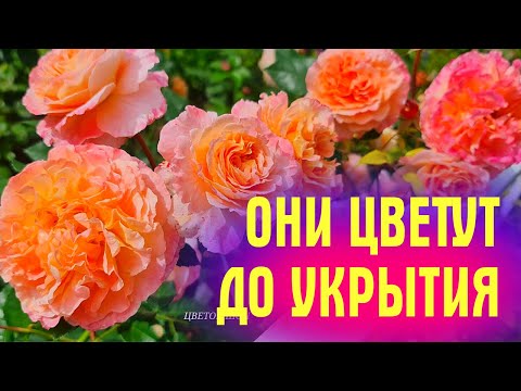 Видео: ЛУЧШИЕ СОРТА РОЗ! Цветут даже осенью ДО САМОГО УКРЫТИЯ!