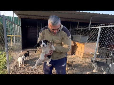 Видео: ЩЕНКИ передрались/Не успеваем разнимать)