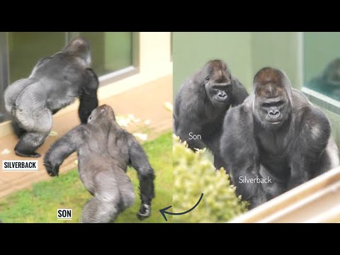 Видео: Молодые гориллы отчаянно пытаются остановить драку взрослых. Семья Шабани
