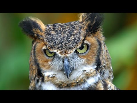 Видео: Як птахи готуються до зими 🦆 Як тварини готуються до зими 🦅 Птахи восени 🦉 Природознавство 2 клас