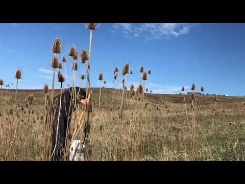 Видео: Сбор и использование корня ворсянки