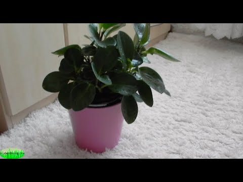 Видео: ПЕПЕРОМИЯ : ВЫРАЩИВАНИЕ , РАЗМНОЖЕНИЕ . #ВРЕДИТЕЛИ_ПРОБЛЕМЫ_ПЕПЕРОМИИ #туполистник #ольденбургру