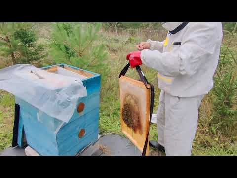 Видео: ВЗВЕШИВАЕМ РАМКУ С МЕДОМ!!!