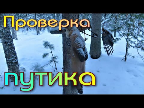 Видео: Проверка большого путика результат прежний треть капканов забили белки но соболь всё же успел