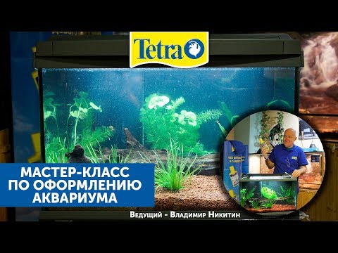 Видео: Мастер-класс с TETRA по запуску аквариума.
